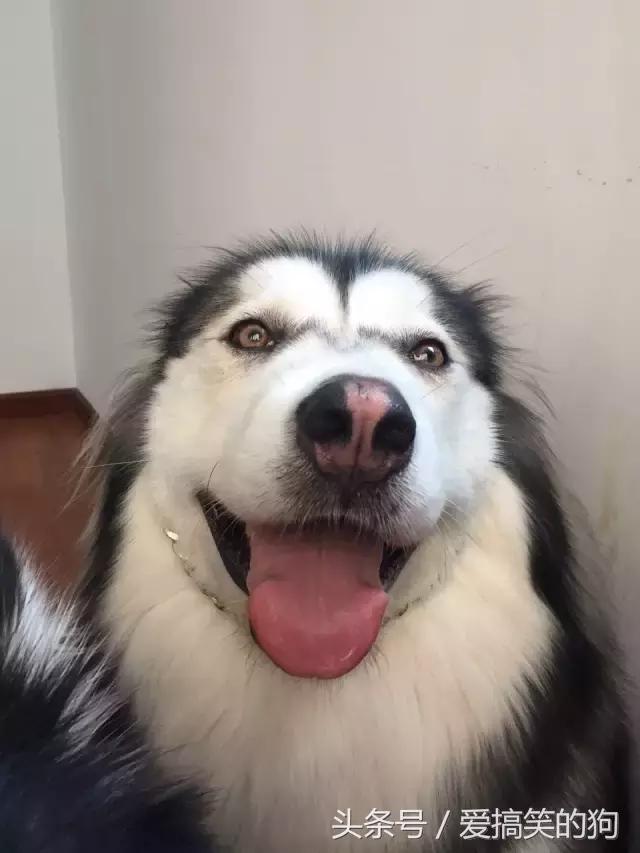 狗狗产后10天还有红色恶露排出,狗狗产后恶露什么样的