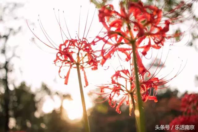 如果可以，请留在南工！浦珠南路30号，留下了我太多的青春！