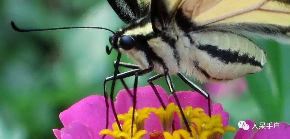 看昆虫各式“大嘴”如何吞天吞地~