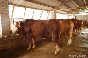 肉用犊牛的培育技术要点