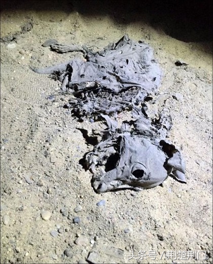 俄罗斯扑杀流浪狗,俄罗斯人扑杀流浪狗