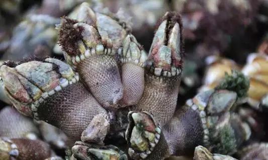 山东济南什么菜最出名,山东济南农村特色菜