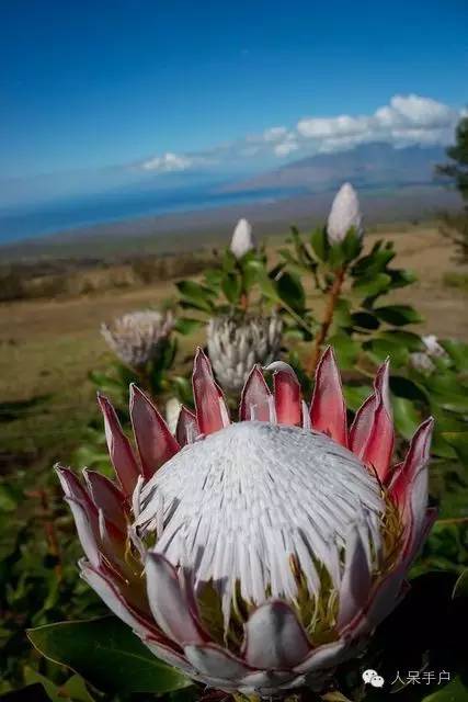 涓浗鍥借姳澶ц祻鍥剧墖,鍥借姳澶ц祻浜氭床鍥剧墖