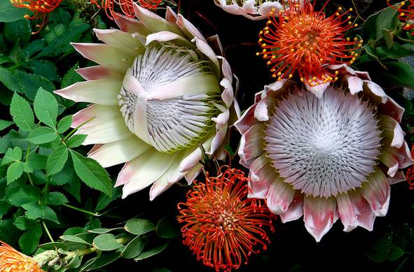 涓浗鍥借姳澶ц祻鍥剧墖,鍥借姳澶ц祻浜氭床鍥剧墖