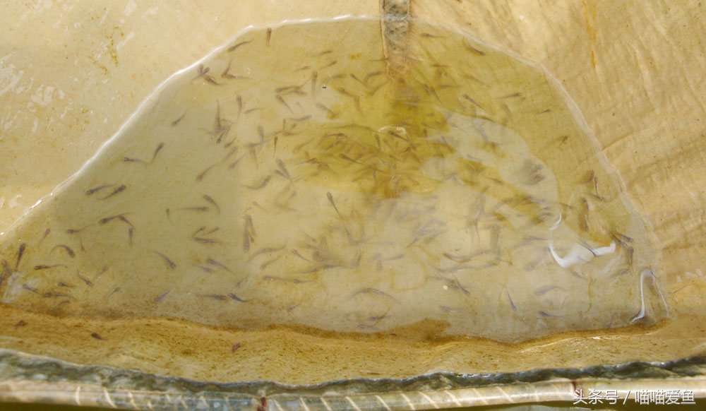 泥鳅“寸片死”是真的吗？新手该怎么破解？