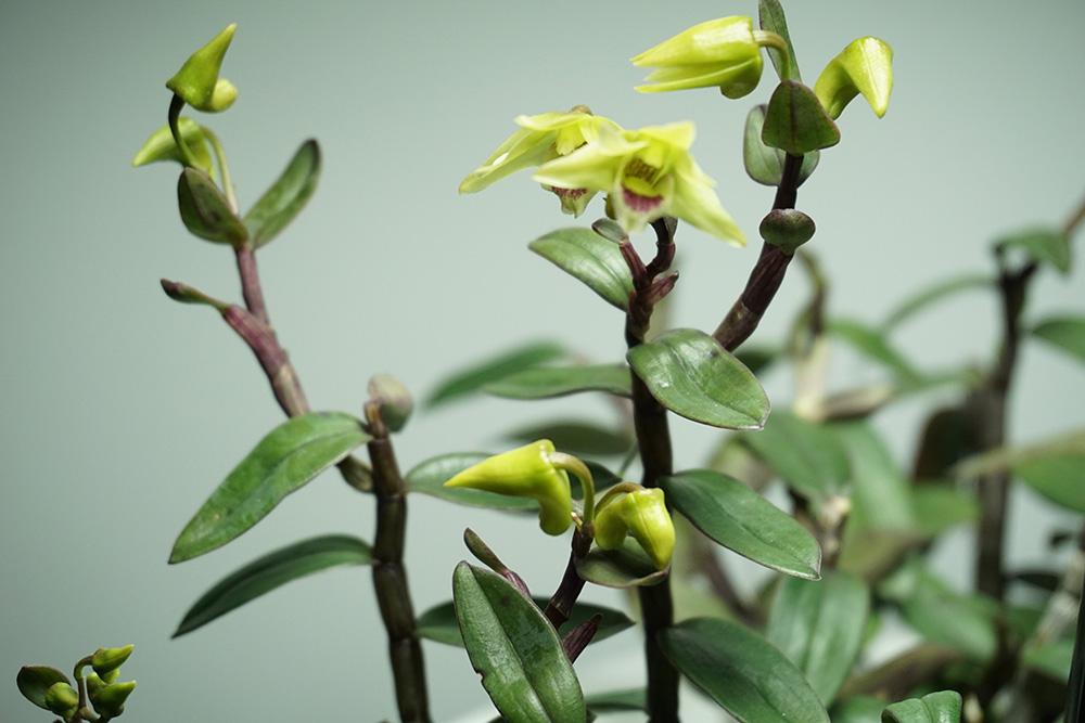 铁皮石斛的水培方法,铁皮石斛水培方法