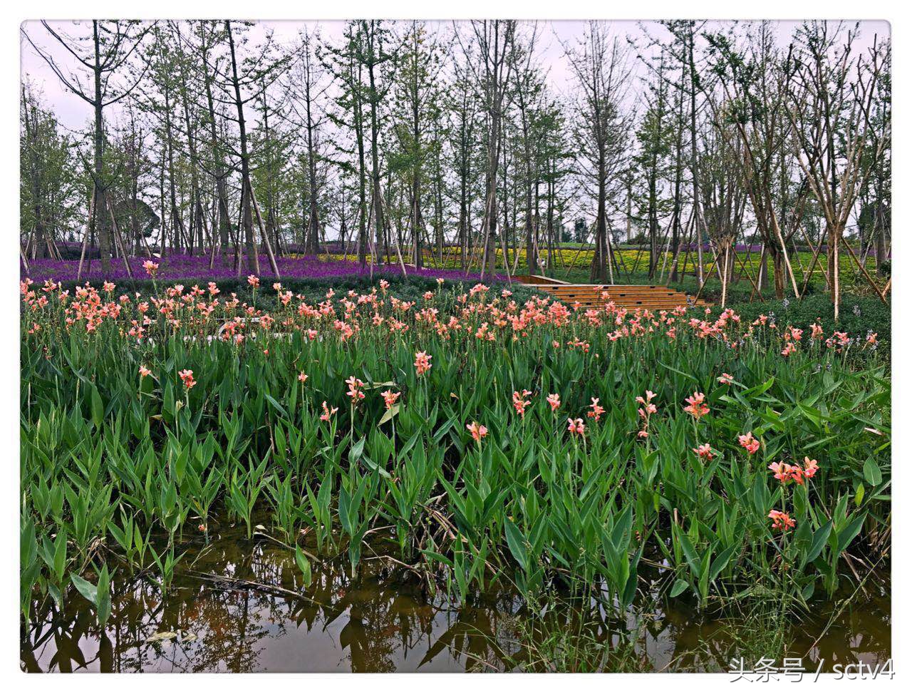 天府新区兴隆湖附近游玩,天府新区兴隆湖公园