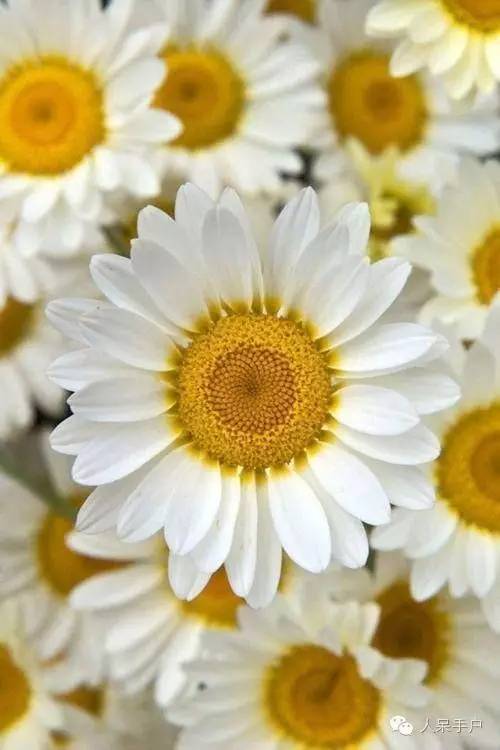 新年赏国花,世界各地最美的国花