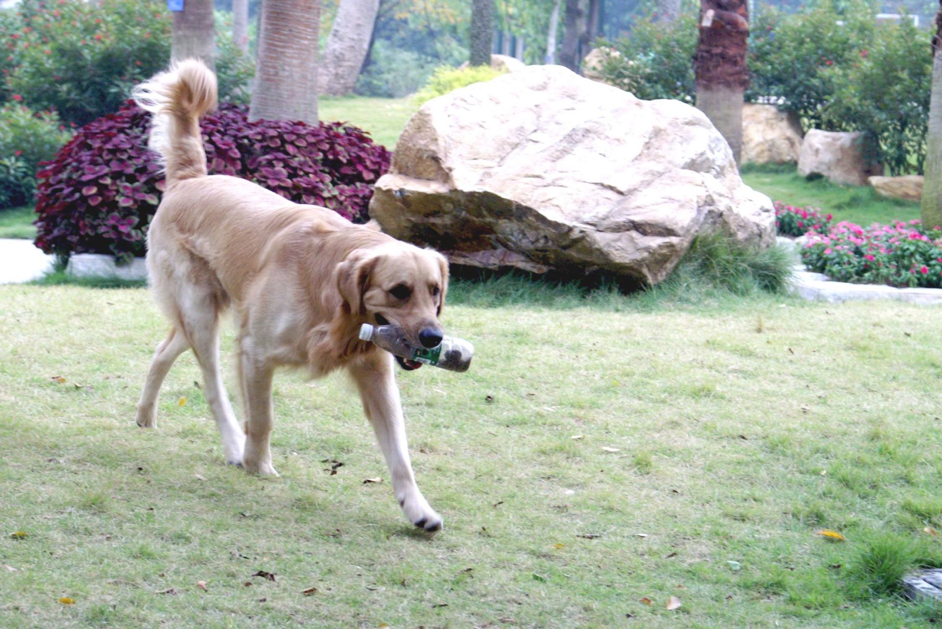 高智商的犬种,高智商的金毛犬视频