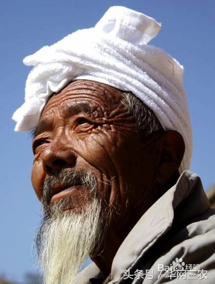 老农民牛大胆免费观看,老农民牛大胆解析