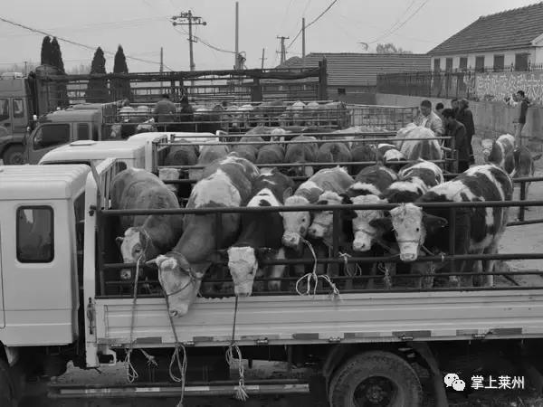 莱州消失的乡镇有哪些地方,莱州市有哪些镇