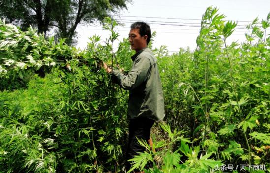 马来西亚中国商机,马来西亚服务业商机