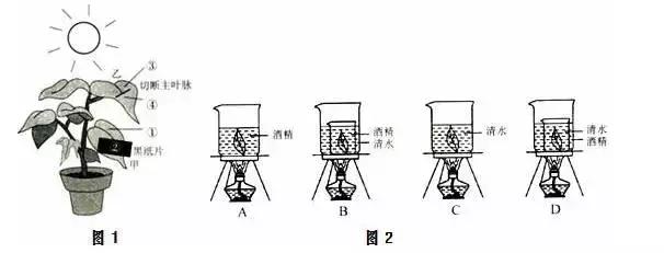 七年级上册生物期末试卷2021安徽,七年级生物人教版期末试卷带答案
