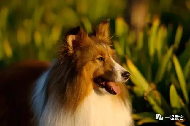 苏牧幼犬和喜乐蒂幼犬的区别,苏牧犬和喜乐蒂的区别