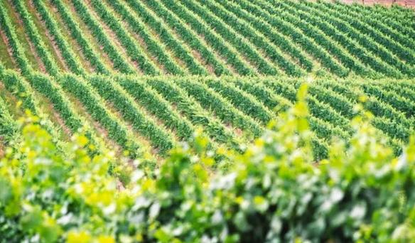 澳洲酒为什么很甜美,澳洲红酒的口感