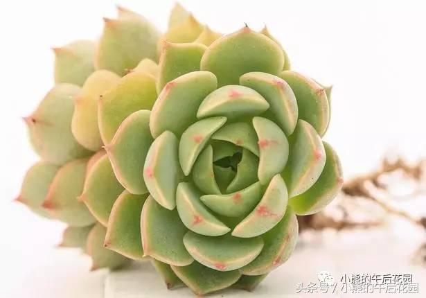 一九九六年历史大事,17年多肉市场变化趋势