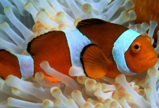 吃鱼讲究鲜,吃鱼有什么讲究的话语