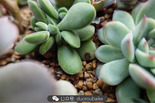 新手种植多肉植物教程,爱生活爱养花花卉绿植养护小知识