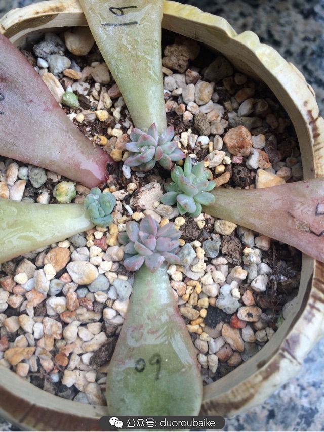 新手种植多肉植物教程,爱生活爱养花花卉绿植养护小知识