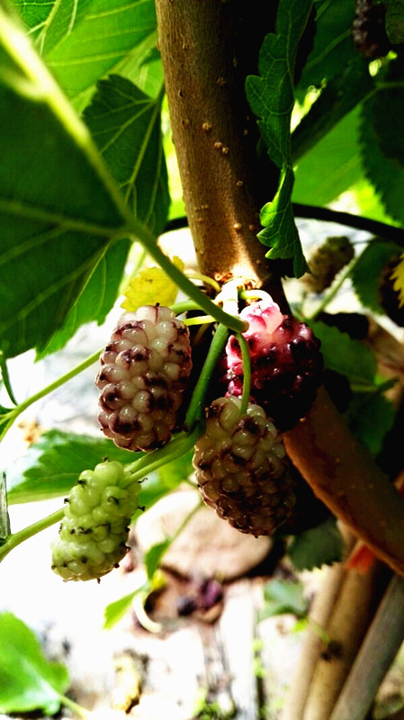 兰州亲们！红提摘完了我们相约去摘果桑可好？据说这里的果桑熟了