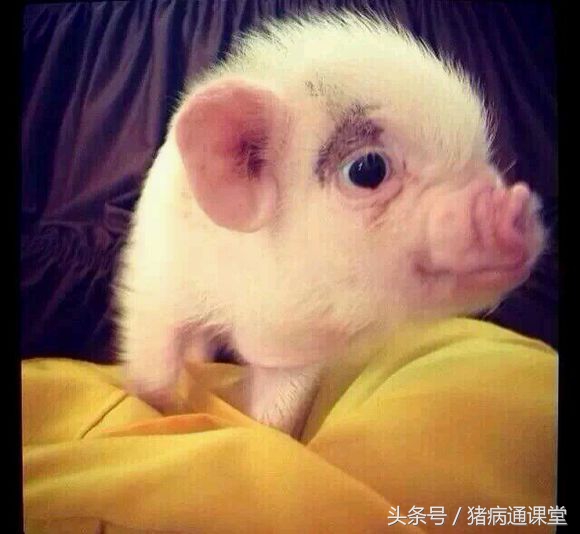 仔猪耳朵往后收是什么原因,仔猪耳朵往外卷曲