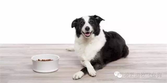 家里狗毛纷飞该怎么办,家里狗毛满天飞怎么办