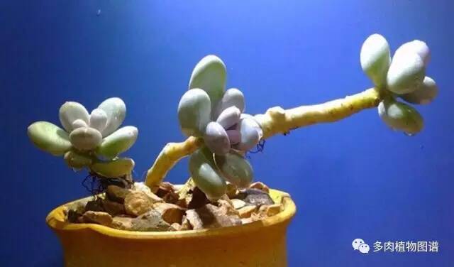 桃美人奶酪老桩多肉,桃美人可以养成绿色的吗