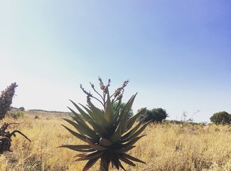 南非彩虹之旅由来,南非彩虹之旅