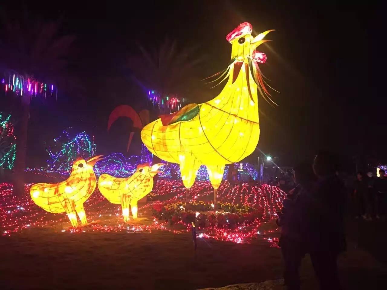 南宁格桑花,助力赢门票