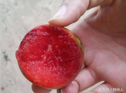 一年生小桃树修剪,桃树怎么修剪树枝