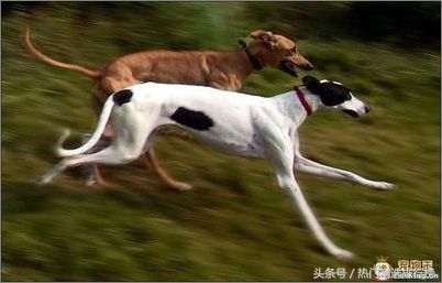 训泰迪狗口令及手势,灵缇惠比特犬训练视频