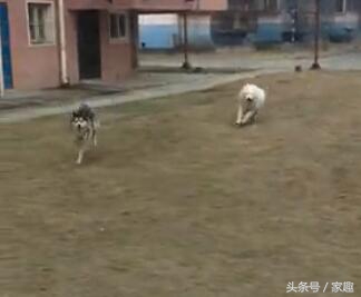 二哈和萨摩耶打闹，萨摩忽然耍流氓，过后二哈却这表现，让人哭笑