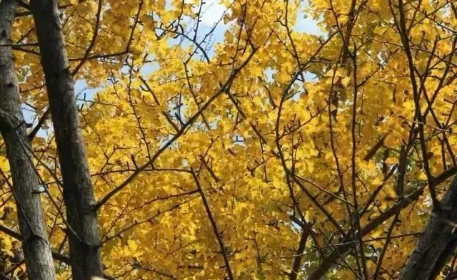 2021年洛阳旅游攻略指南,洛阳旅游攻略2015