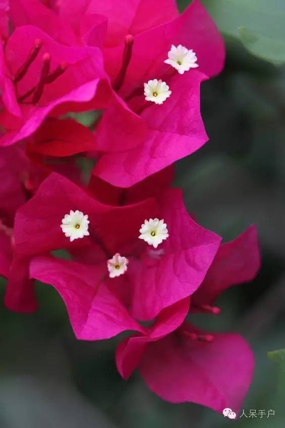 涓浗鍥借姳澶ц祻鍥剧墖,鍥借姳澶ц祻浜氭床鍥剧墖