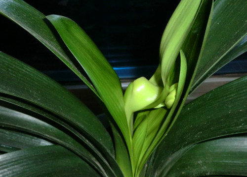 用啤酒擦君子兰花叶子方法,啤酒擦君子兰叶子的正确方法