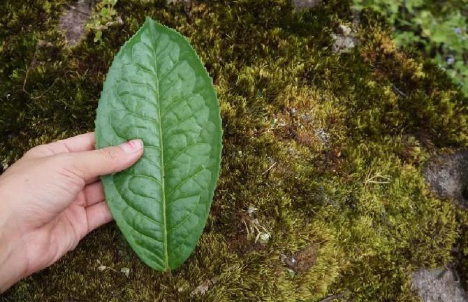未来十年熟普将被改写？高等级毛茶制作的高端熟普会一统江湖？
