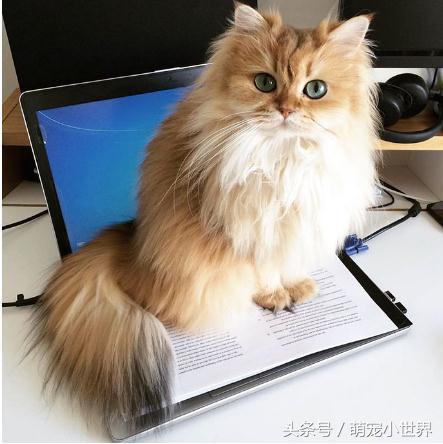 十大高颜值猫照片,唯一一张最可爱猫咪图片