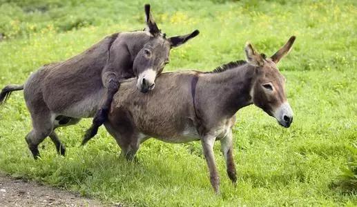 养殖肉驴的利润和前景,肉驴养殖效益怎么样啊