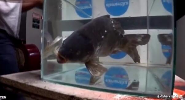 把鱼放进液氮里一天还能活吗,老外把活鱼扔入液氮