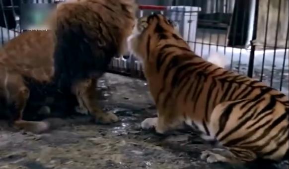 列举老虎无敌各种优点，狮子和熊都不是对手，不服来辩