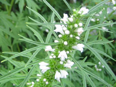 田间地头长的野草,田间长的野草