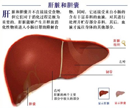 这就是肝脏结石！看完是不是觉得挺恐怖的？
