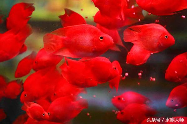 所有鹦鹉鱼肠炎图片,鹦鹉鱼肠炎的症状是什么