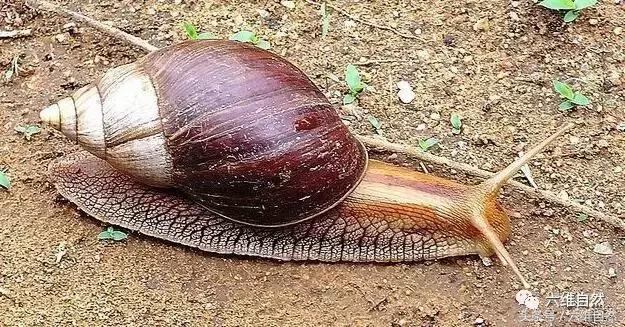 非洲大蜗牛，在非洲居然是一道不可少的美味菜式！