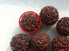 落地红和金刚菩提的区别,落地红能盘出金刚菩提的效果吗