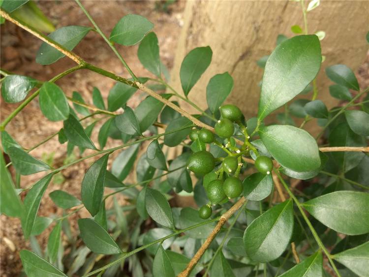 360n4s骁龙版缺点,360n4s骁龙版体验详情