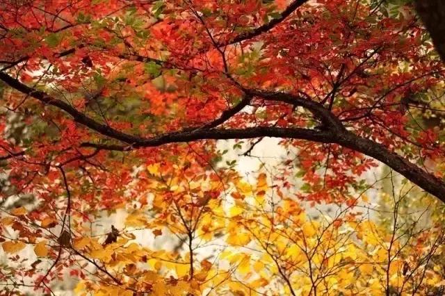 2021年洛阳旅游攻略指南,洛阳旅游攻略2015