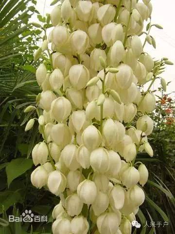 涓浗鍥借姳澶ц祻鍥剧墖,鍥借姳澶ц祻浜氭床鍥剧墖