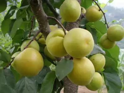 我叫义县,这是我的简历!