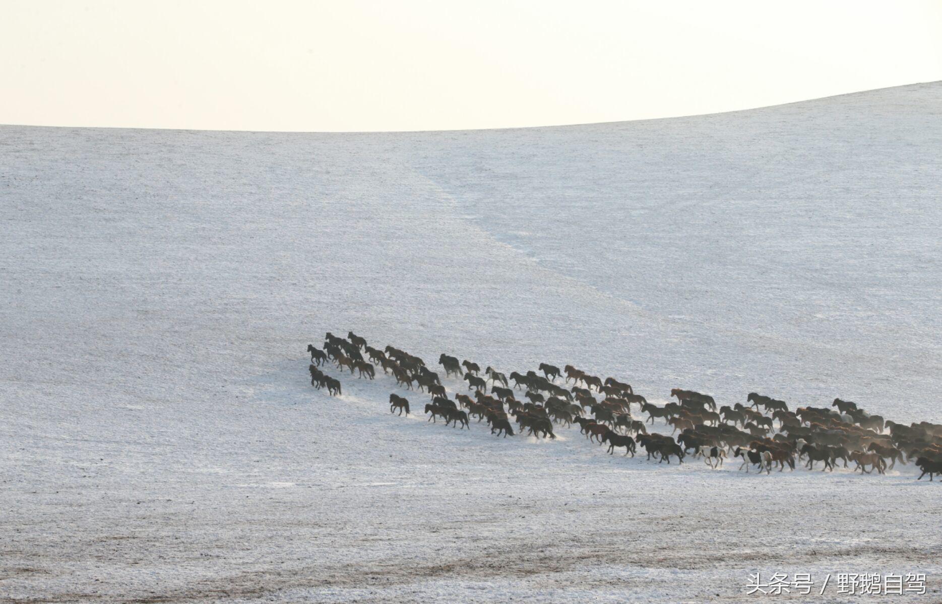 锡林郭勒盟那达慕自驾攻略,锡林郭勒冰雪那达慕完整版